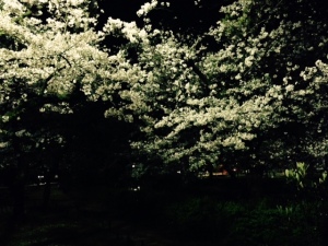 夙川公園でお花見